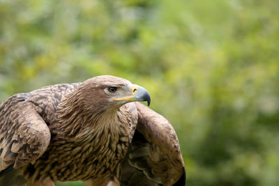 Close-up of alert golden eagle looking away