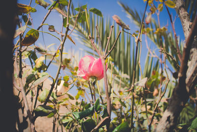 Close-up of pink flowering plant