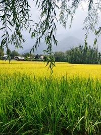 Scenic view of agricultural field