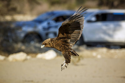 Close-up of eagle