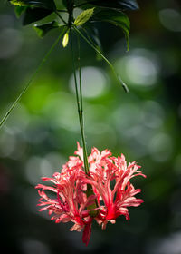 Close-up of red flower blooming outdoors