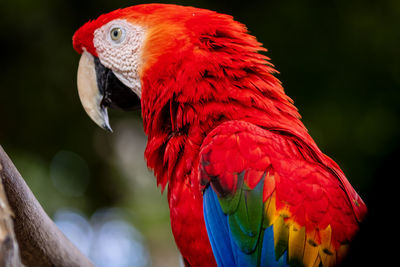 pet