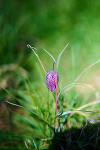 Close-up of butterfly on purple flower