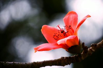 Close-up of red flowers