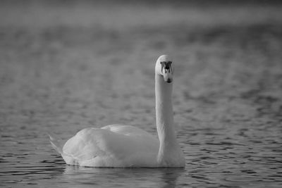 Swan swimming in lake