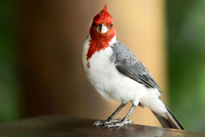 Close-up portrait of bird on wood