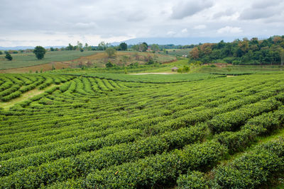 Scenic view of agricultural field against sky