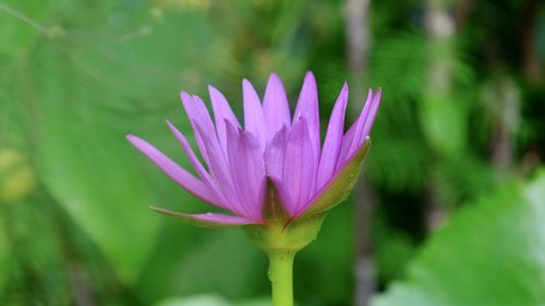 Close-up of pink water lily