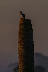 Close-up of bird perching on wood against sky during sunset