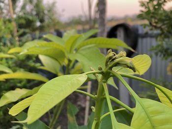 Close-up of fresh green leaves in field