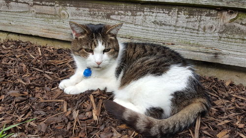 High angle view of cat sitting outdoors