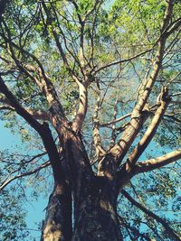 Low angle view of tree against sky