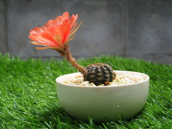 Close-up of orange flower in container on field