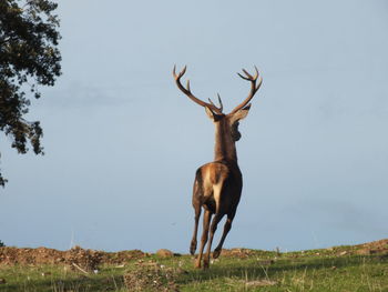 Deer standing on field against sky