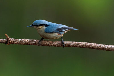 Bird perching on branch