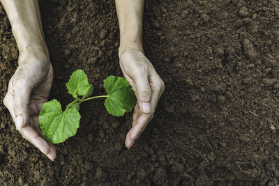 High angle view of person hand holding leaf