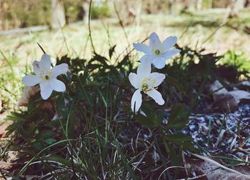 Close-up of white flowers blooming outdoors