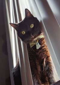 Portrait of a cat