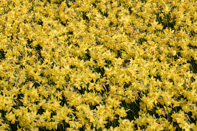 High angle view of yellow flowering plants on field