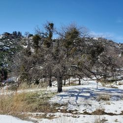 Trees on snow covered land against sky