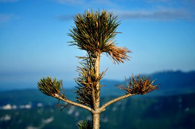 Close-up of tree against sky