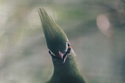 Close-up of bird