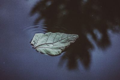 Close-up of leaf floating on water