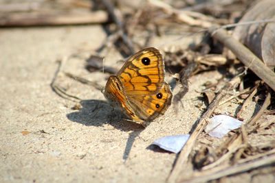 Butterfly on leaf