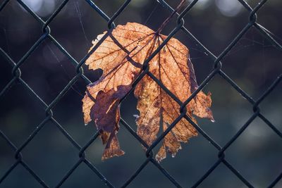 Close-up of dried leaf on chainlink fence