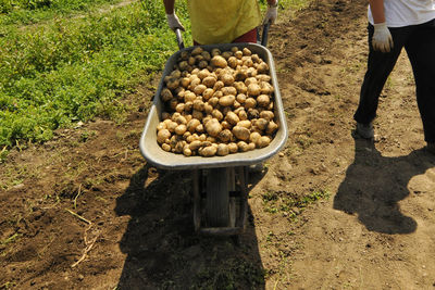 High angle view of man working on field