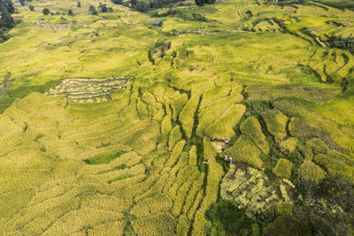 Ripe rice harvest in mu cang chai, vietnam