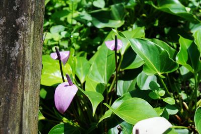 Close-up of pink flowers growing on tree trunk