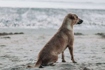 Close-up of dog on beach