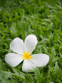 Close-up of frangipani blooming on field
