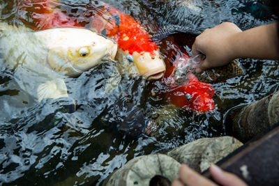 Midsection of woman with fish in water