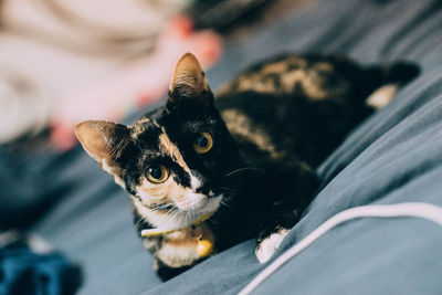 Close-up portrait of a cat