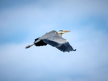 Low angle view of bird flying against clear sky