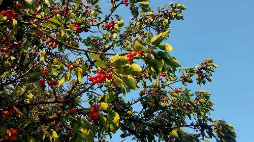 Low angle view of fruits growing on tree against sky