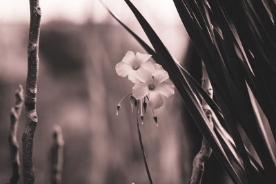 Close-up of raindrops on white flowering plant