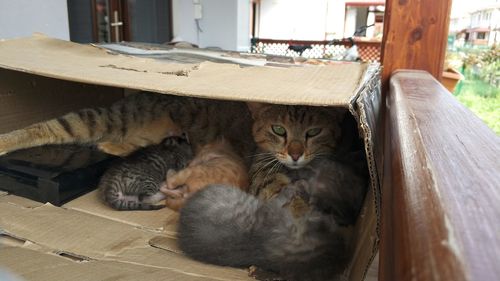 Portrait of cats resting