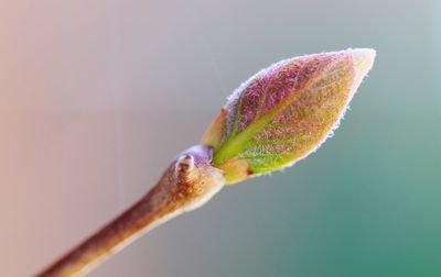 Close-up of fresh green plant