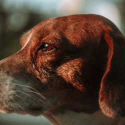 Close-up of dog looking away