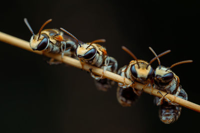 Close-up of insect