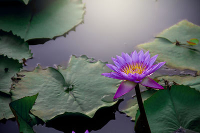 Close-up of water lily in lake