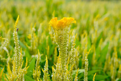 Close-up of yellow flowering plant on field