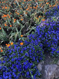 High angle view of purple flowering plants