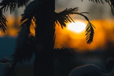 Close-up of silhouette palm trees against sky during sunset