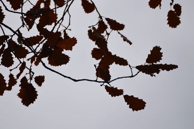 Low angle view of leaves on plant against sky