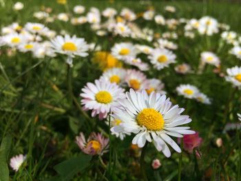 Close-up of white daisy flowers blooming in field
