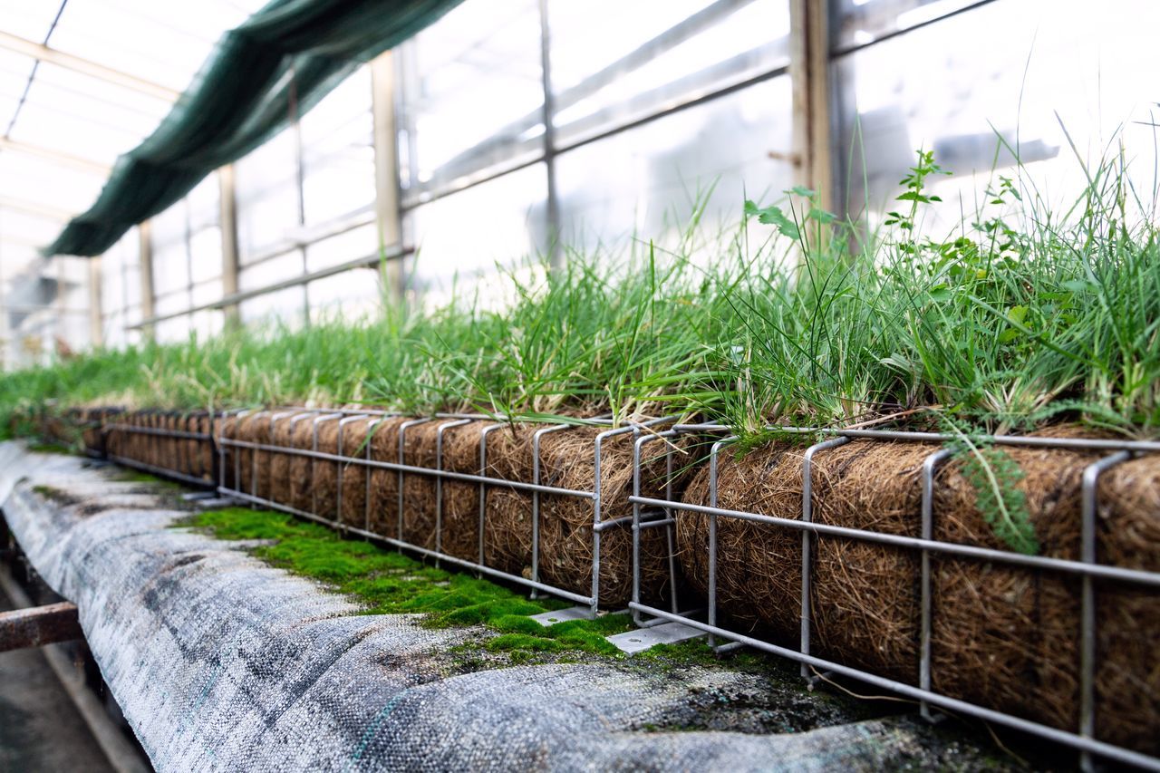 PLANTS GROWING ON FIELD